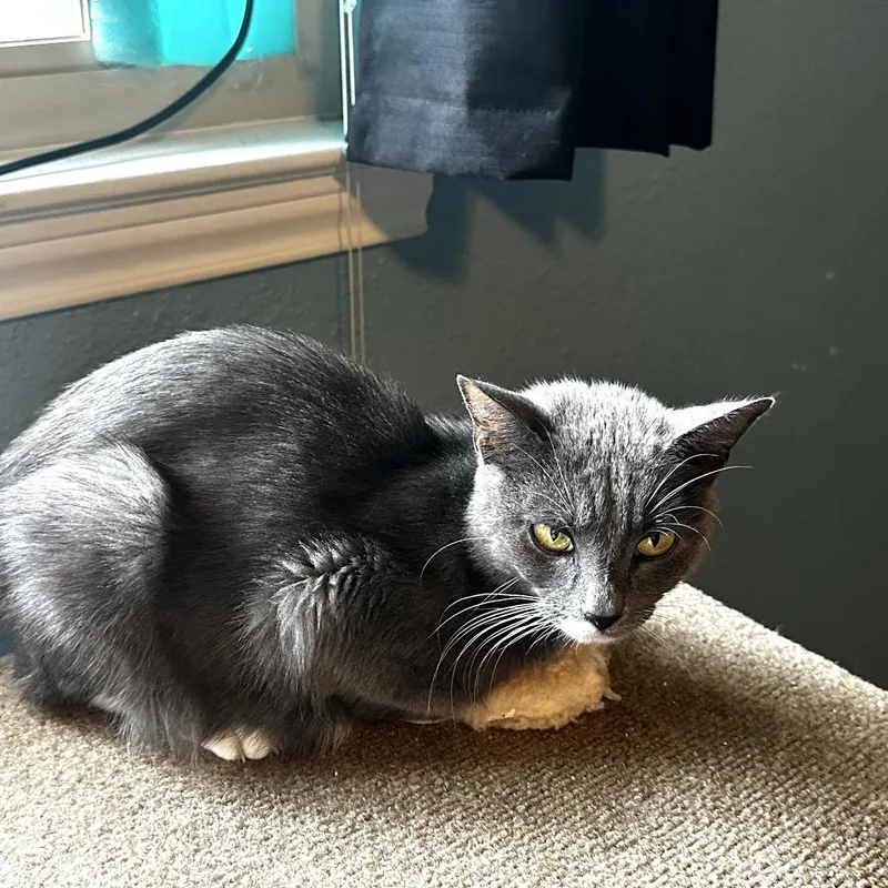 An adult medium-sized female Gray / Blue / Silver Domestic Short Hair cat named Natasha for adoption in San Antonio, TX
