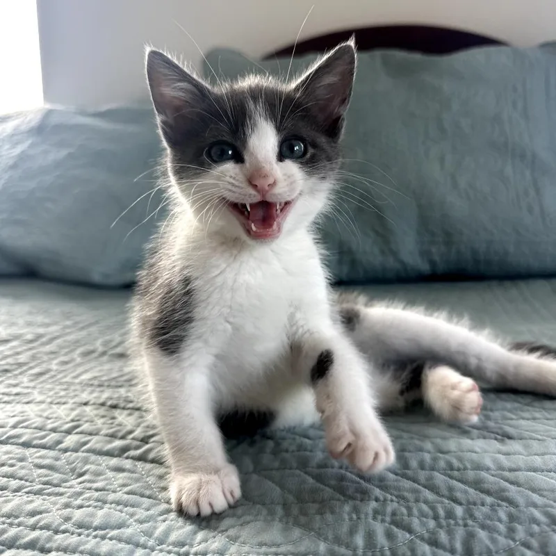 A baby small-sized male Gray / Blue / Silver Domestic Short Hair cat named Mochi for adoption in Abingdon, MD