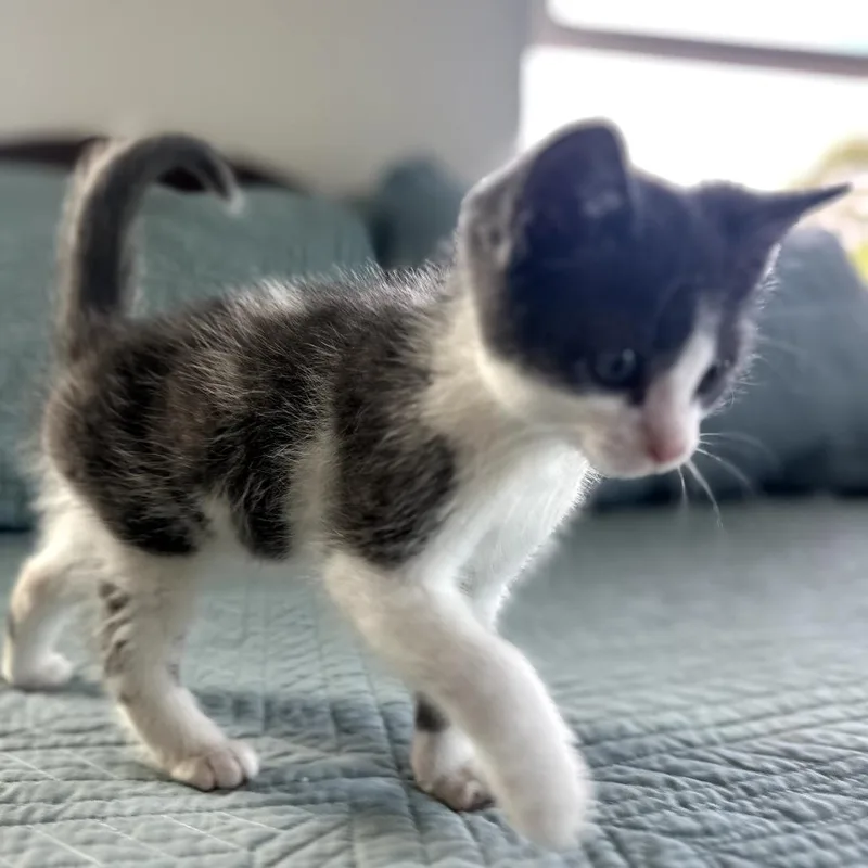 Mochi thumbnail 2
