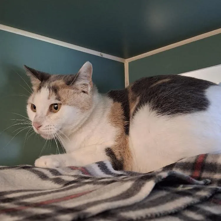 An adult medium-sized female Calico Domestic Short Hair cat named Sweetie for adoption in Morrisville, VT