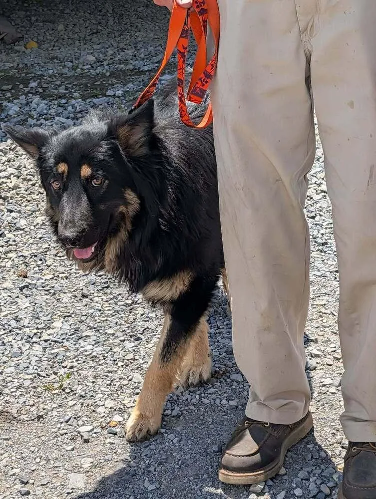 An adult large-sized male Brown / Chocolate German Shepherd Dog dog named Alvin for adoption in Breinigsville, PA