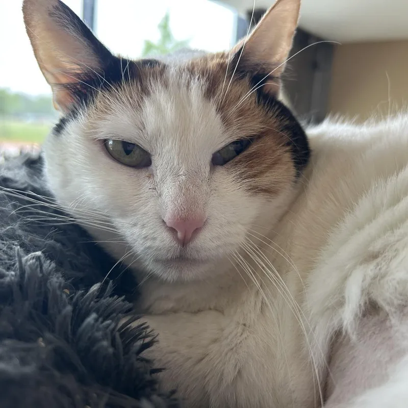 A senior small-sized female White Domestic Short Hair cat named Willow for adoption in Leander, TX