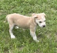 A baby medium-sized male Mixed Breed dog named Swiffer Wet Jet for adoption in West Chester, PA