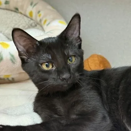 A baby small-sized male Black Domestic Short Hair cat named Aries for adoption in Atlanta, GA
