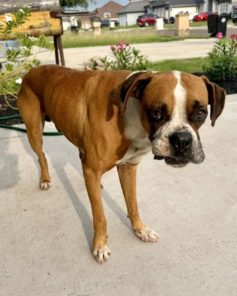 An adult large-sized male Boxer dog named Tucker for adoption in Monticello, NY