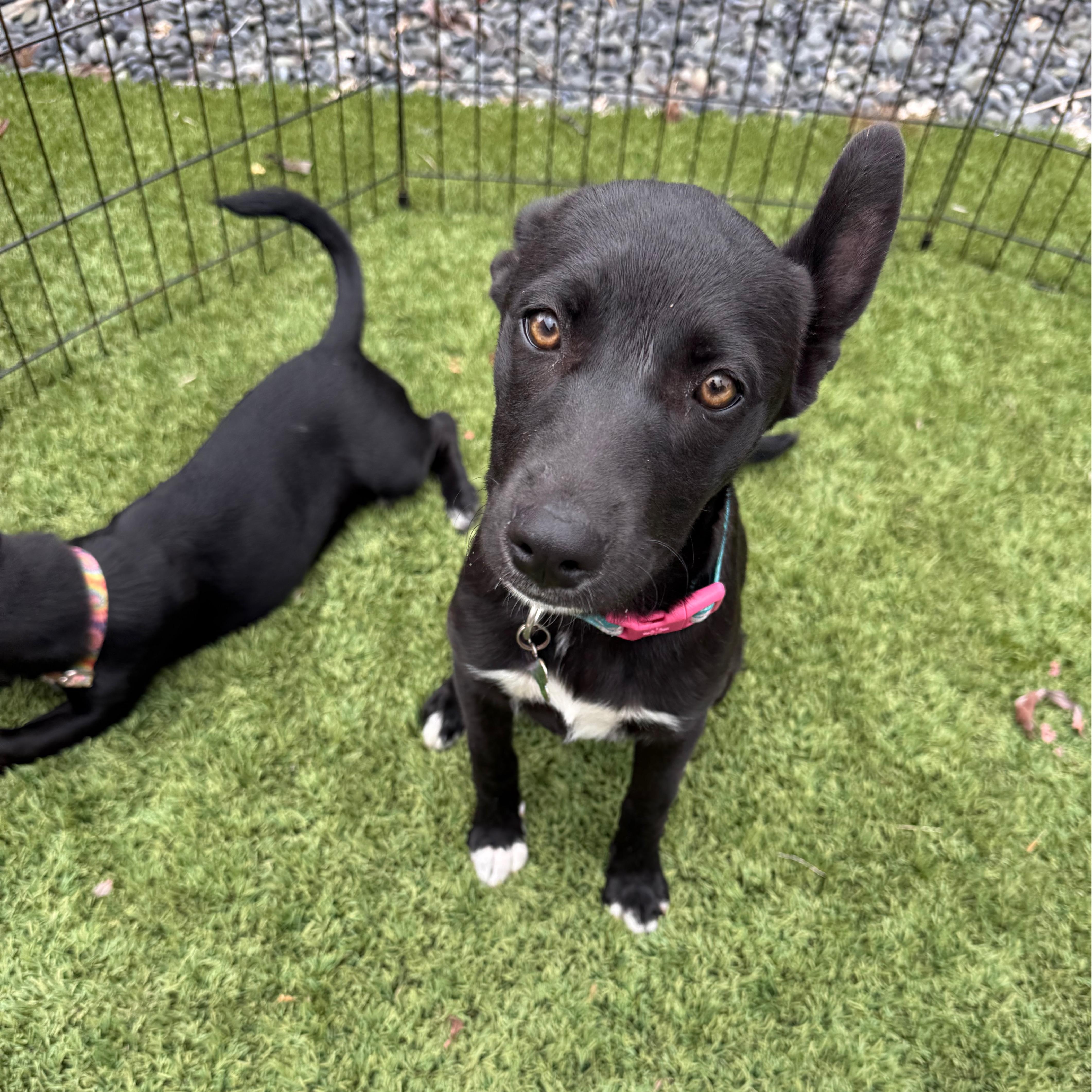 A young medium-sized female Black Labrador Retriever dog named Posh for adoption in San Diego, CA