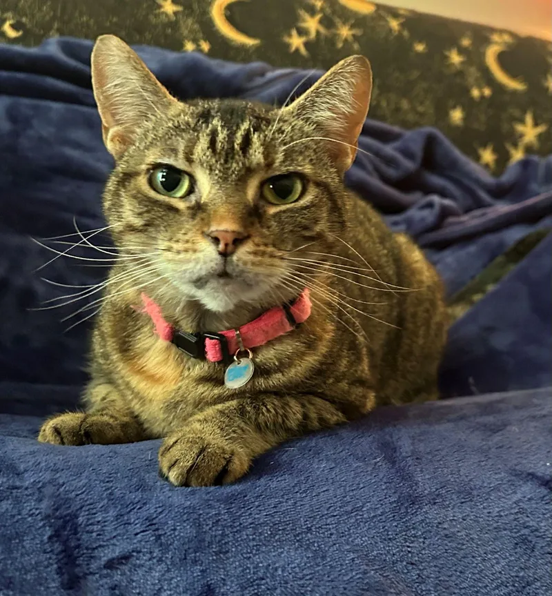 An adult medium-sized female Tabby (Brown / Chocolate) Domestic Short Hair cat named Diana & Moon for adoption in Beltsville, MD