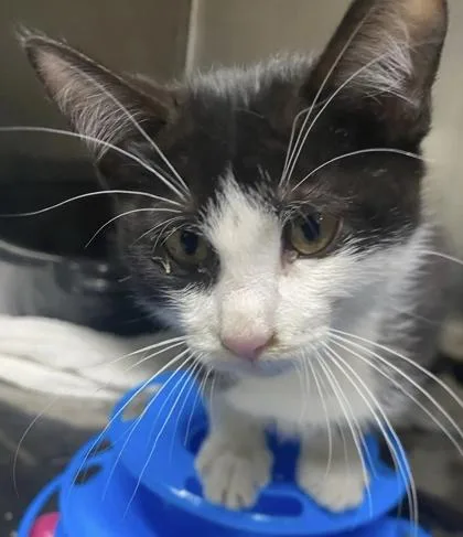 A young small-sized male Domestic Short Hair cat named Fillmore for adoption in Hobart, IN