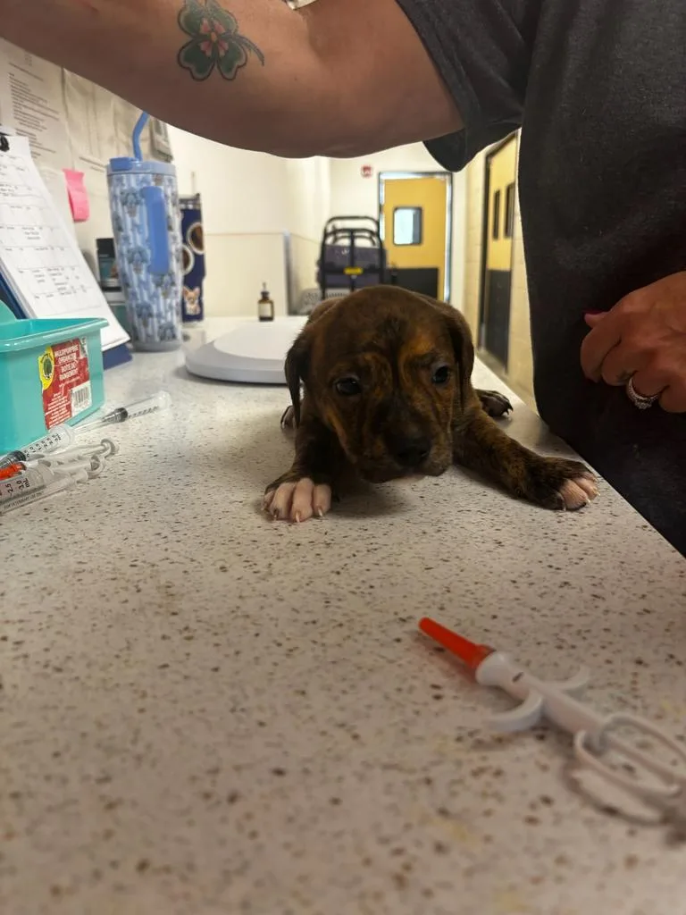 A baby small-sized female Pit Bull Terrier dog named Debbie for adoption in Greenfield, IN