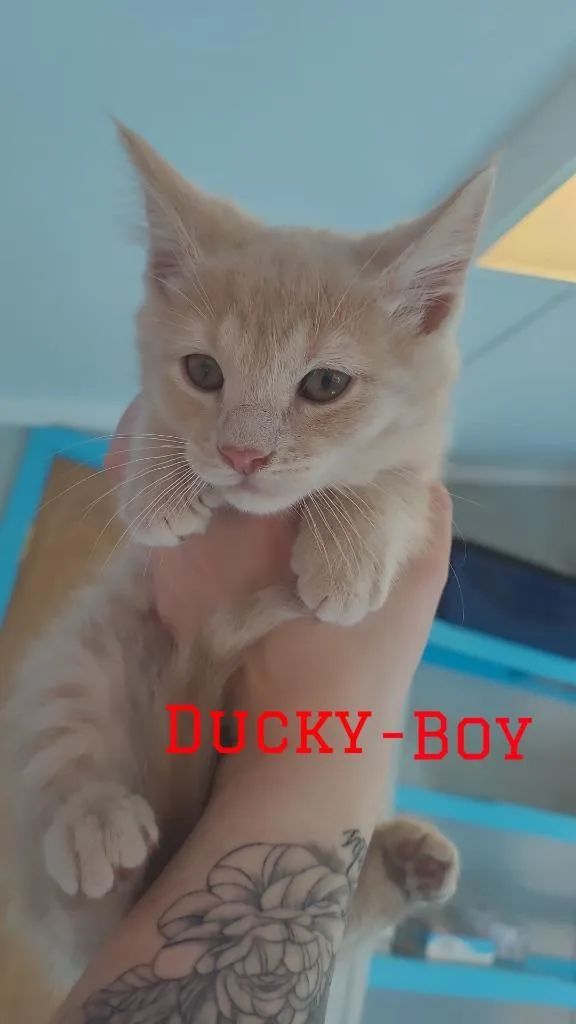 An adult small-sized male Domestic Short Hair cat named Ducky for adoption in Glenfield, NY