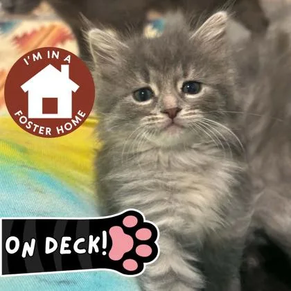 A baby small-sized female Domestic Short Hair cat named Ginny Weasley for adoption in Janesville, WI