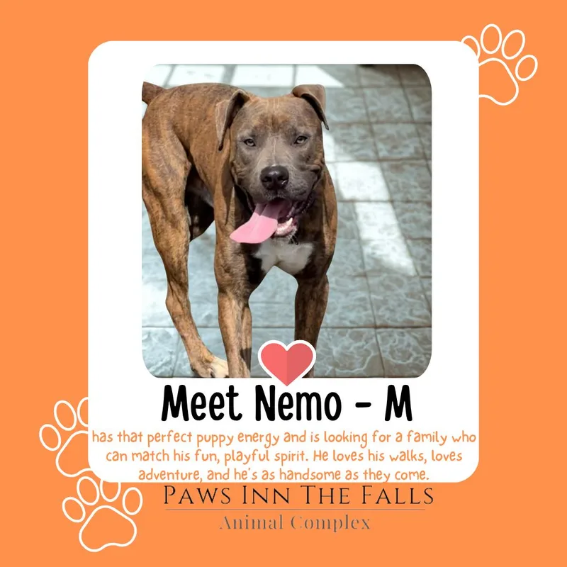 A young medium-sized male Brindle Pit Bull Terrier dog named Nemo for adoption in Wheatfield, NY