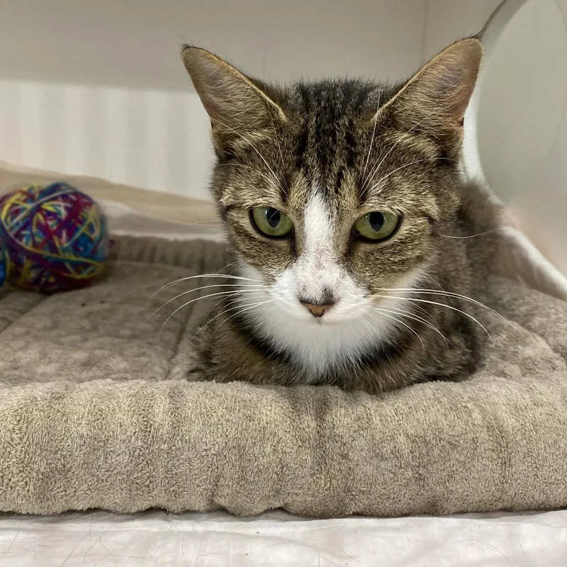 An adult medium-sized female Brown / Chocolate Domestic Medium Hair cat named Kelleigh for adoption in Elizabeth City, NC