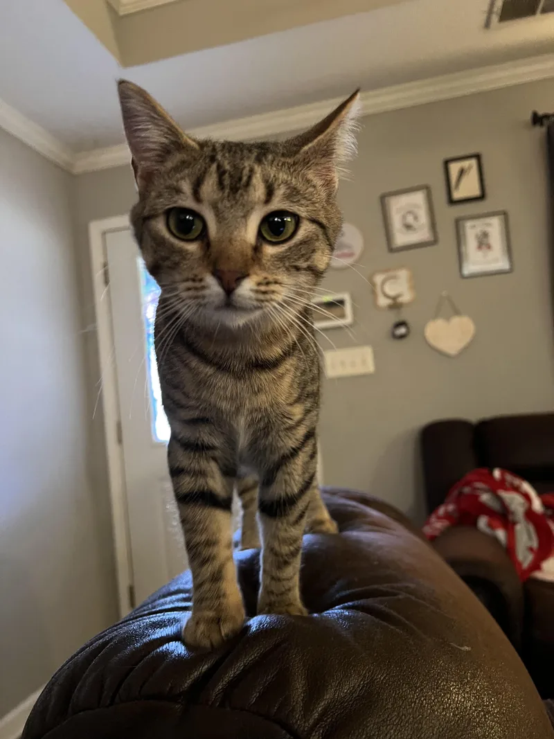 A young medium-sized female Domestic Short Hair cat named Sweet Scarlet for adoption in Randolph, AL