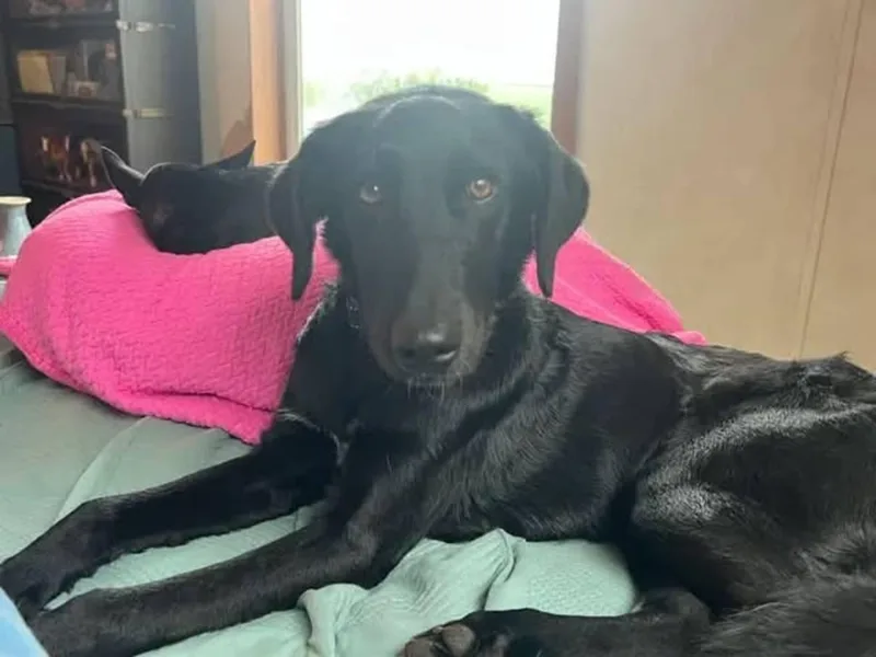 A young large-sized male Labrador Retriever dog named Clark for adoption in Seward, NE