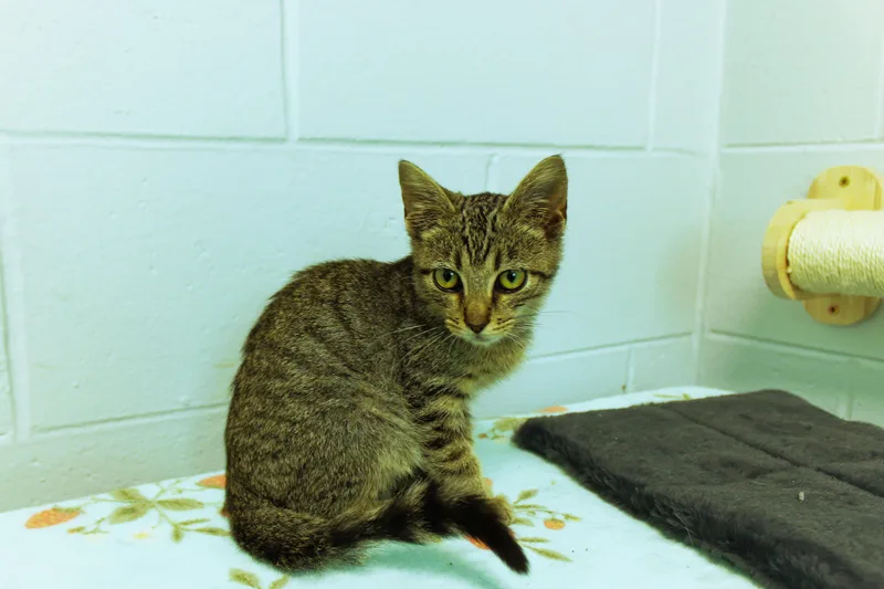 A baby medium-sized male Tabby (Buff / Tan / Fawn) American Shorthair cat named O'Malley for adoption in Urbana, OH