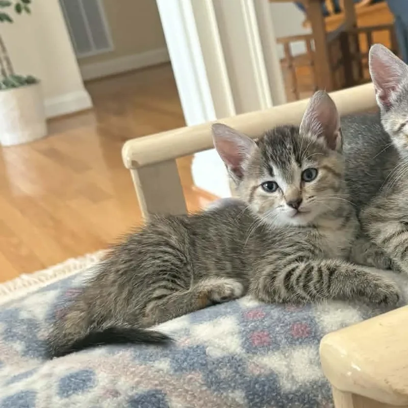 A baby medium-sized female Tabby (Gray / Blue / Silver) Domestic Short Hair cat named Minnie for adoption in Aberdeen, NC