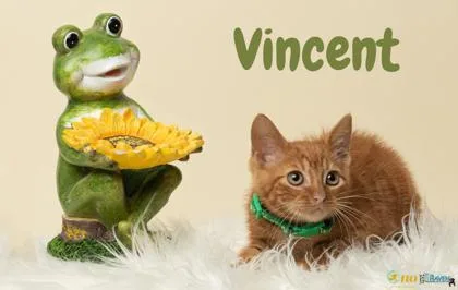 A baby small-sized male Domestic Short Hair cat named Vincent for adoption in Fairhope, AL