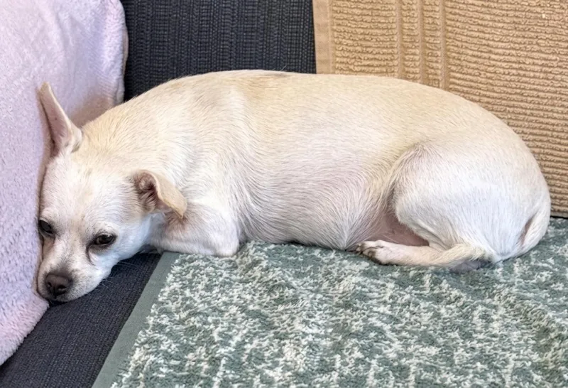 An adult small-sized female Chihuahua dog named LouLou for adoption in Brooklyn, NY