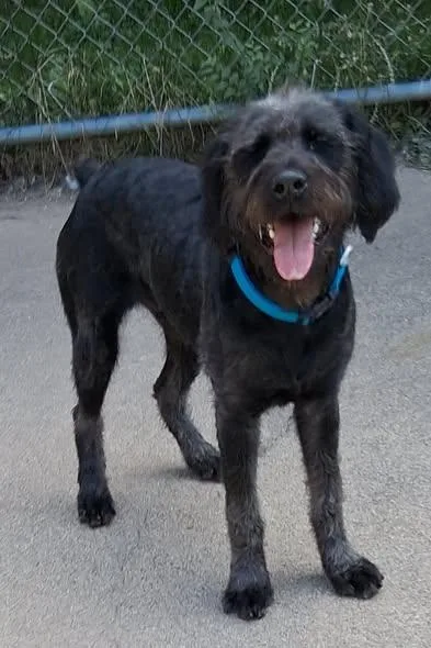 An adult medium-sized male Giant Schnauzer dog named Alfalfa for adoption in Little Falls, MN