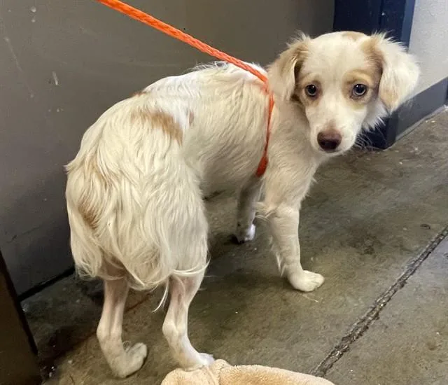 A young small-sized female Chihuahua dog named Dream for adoption in Ontario, CA