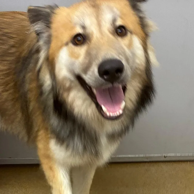 A young medium-sized male Brown / Chocolate Husky dog named Blaine for adoption in Corpus Christi, TX