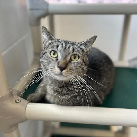 An adult medium-sized male Tabby (Gray / Blue / Silver) Domestic Short Hair cat named BigMac for adoption in Stafford, VA