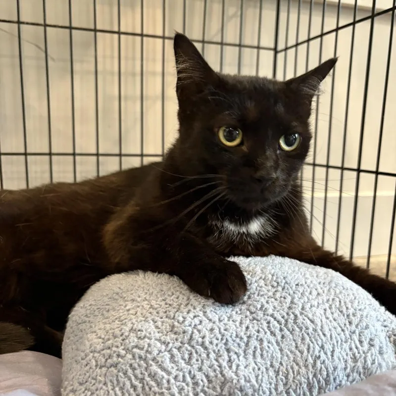 An adult medium-sized female Black Domestic Short Hair cat named Valencia for adoption in Louisville, KY