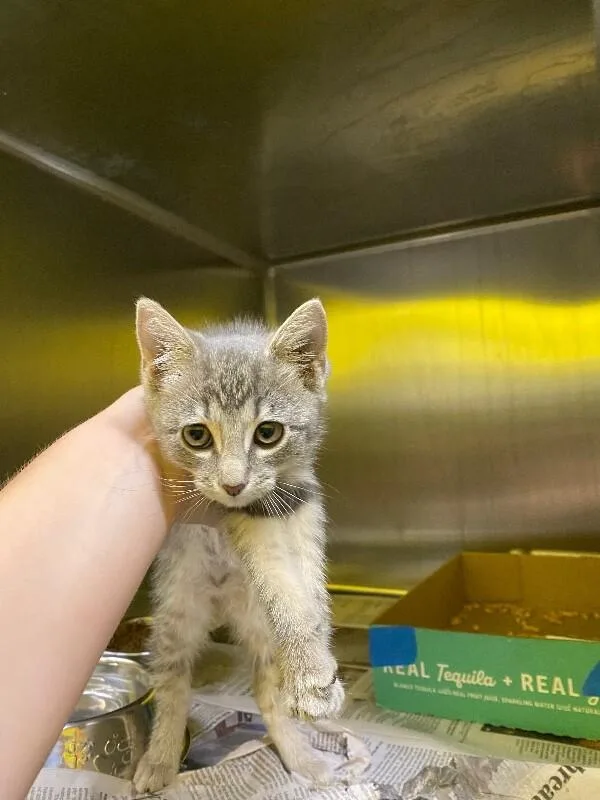 A young medium-sized female Tabby (Gray / Blue / Silver) Domestic Short Hair cat named Frog for adoption in Jackson, TN