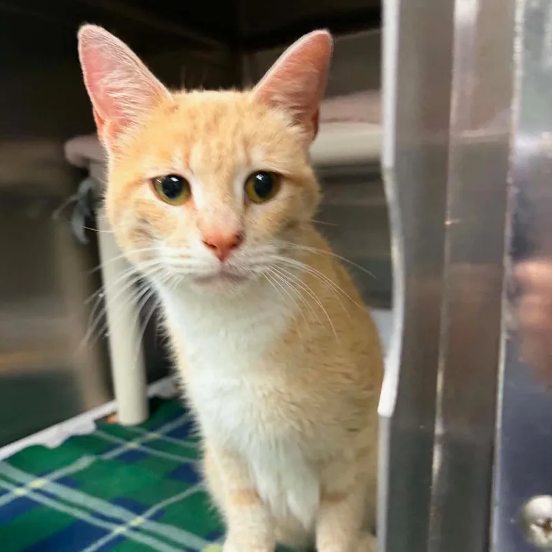 An adult medium-sized female Buff / Tan / Fawn Domestic Short Hair cat named Peachy for adoption in Marion, VA