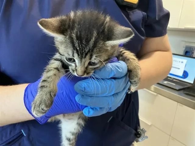 A baby small-sized female Domestic Short Hair cat named June for adoption in Long Beach, CA