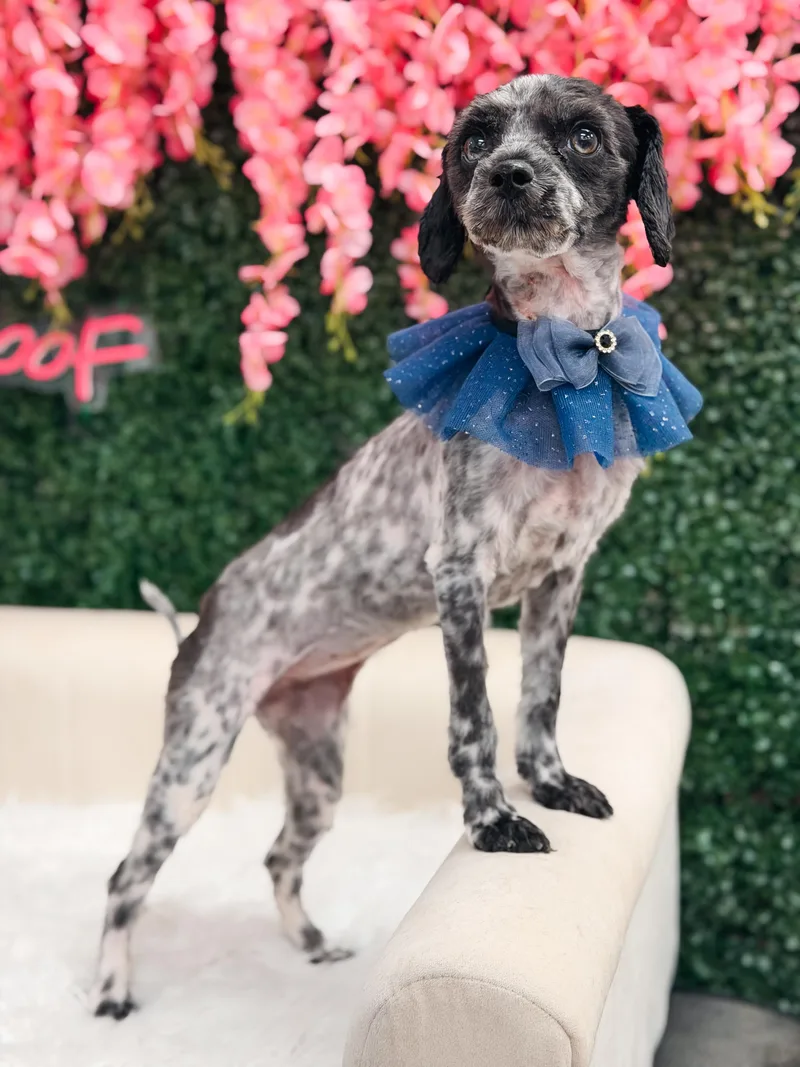 A young small-sized female Black Miniature Poodle dog named Pepper for adoption in Atlanta, GA