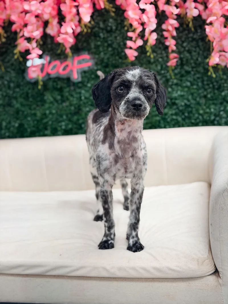 Pepper thumbnail 5