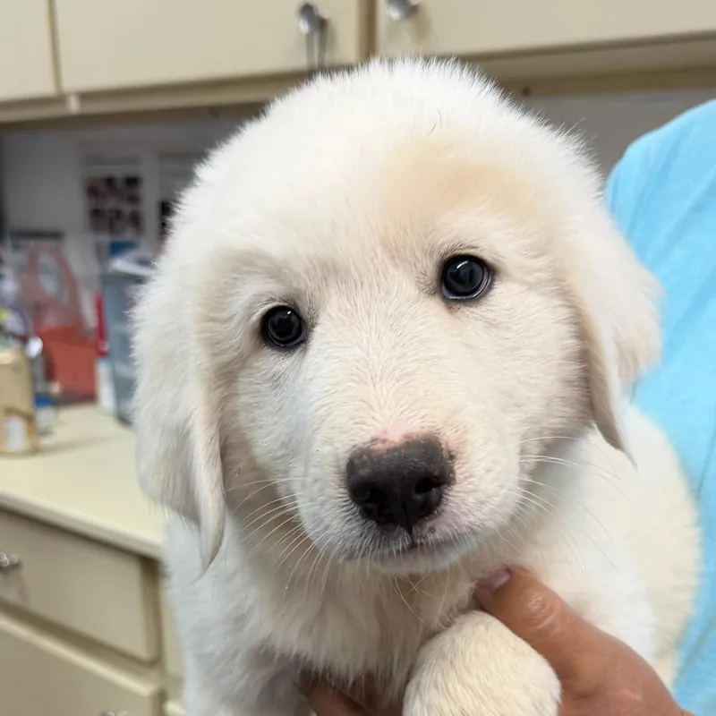 A baby small-sized male White / Cream Great Pyrenees dog named Chalky for adoption in Ardmore, OK