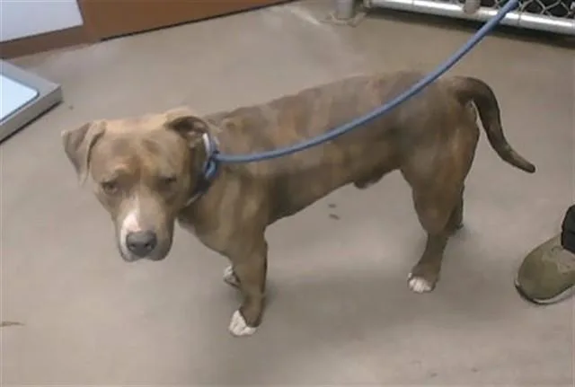 A young large-sized male Pit Bull Terrier dog named Rascal for adoption in Phoenix, AZ