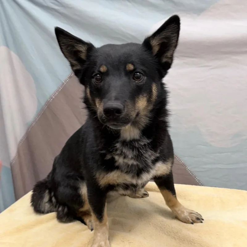 A young small-sized female Black Cattle Dog dog named Cali for adoption in Henderson, NV