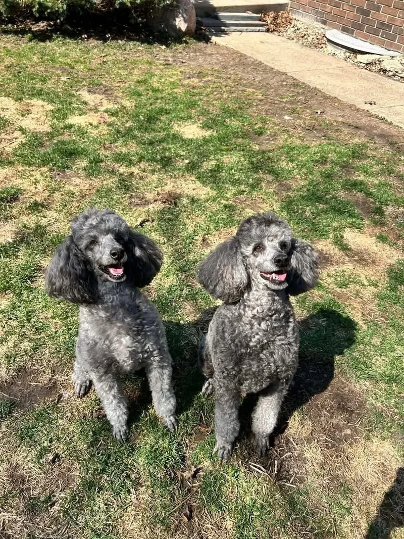 A senior small-sized female Gray / Blue / Silver Miniature Poodle dog named Joyce & Ashley for adoption in Naperville, IL