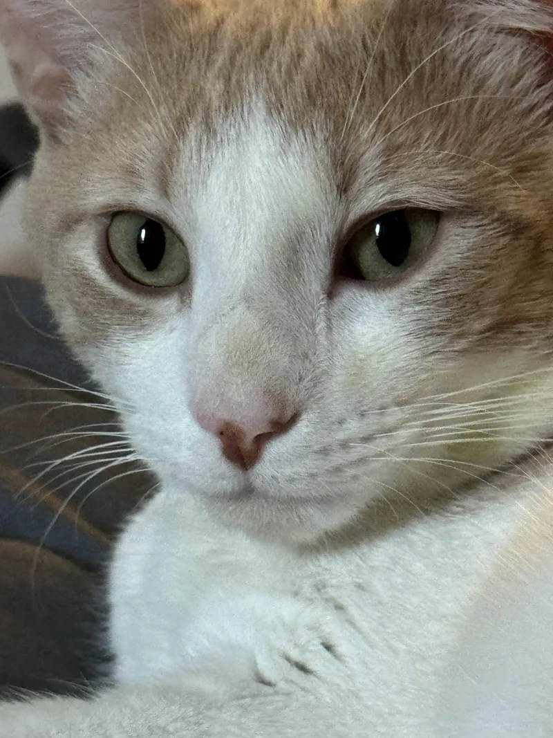 An adult medium-sized male Buff & White Domestic Short Hair cat named Feris for adoption in Blaine, MN