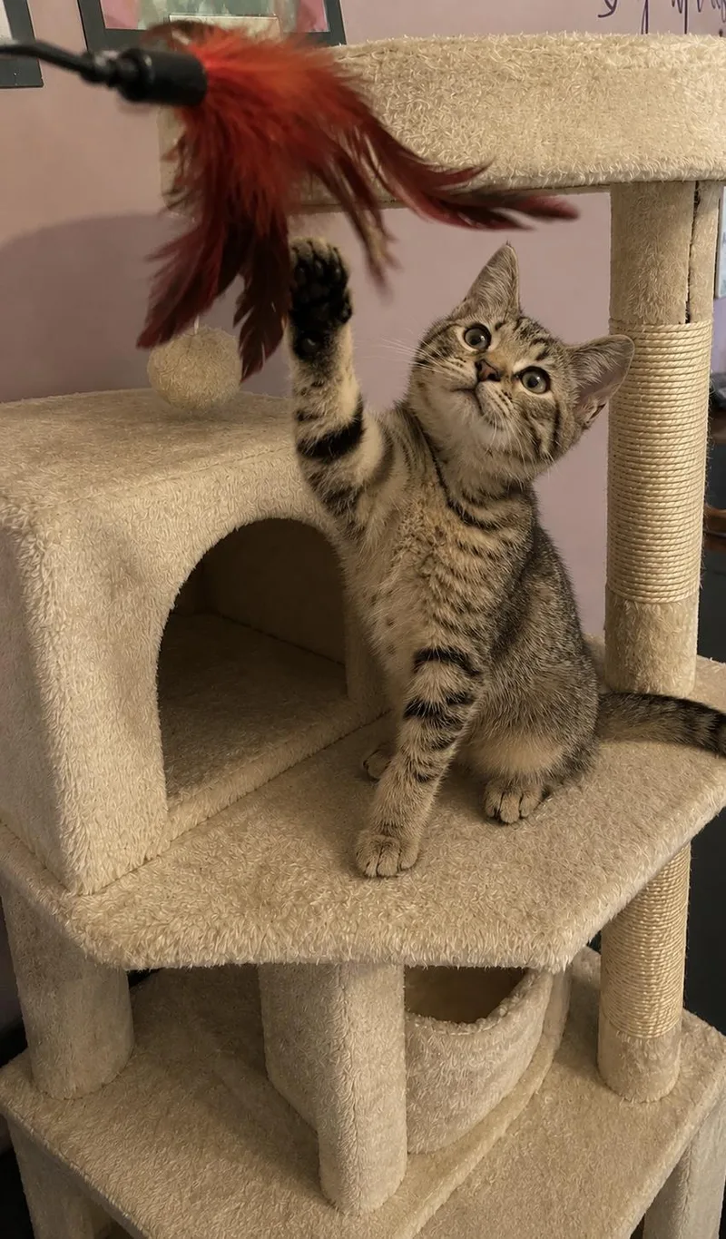 A young medium-sized male Tabby (Buff / Tan / Fawn) Domestic Short Hair cat named Pinecone for adoption in Belchertown, MA