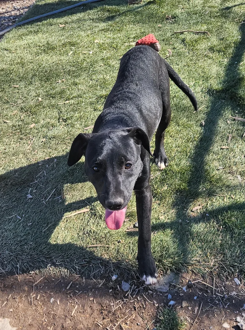 Tycoon Twinkle thumbnail 2