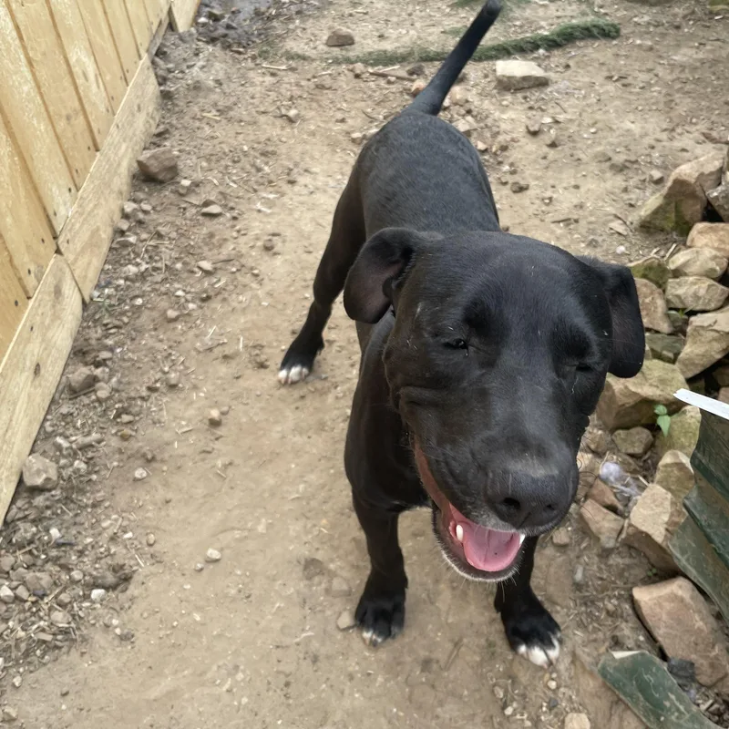 Tycoon Twinkle thumbnail 3