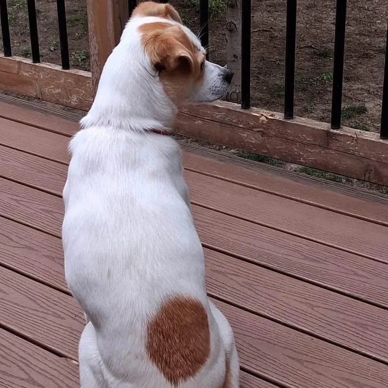 An adult small-sized female White / Cream Jack Russell Terrier dog named Chica for adoption in Shawnee, KS