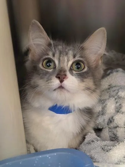 A baby small-sized male Domestic Medium Hair cat named Egger for adoption in Westland, MI
