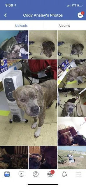 A senior large-sized male Pit Bull Terrier dog named Tonks Trunks for adoption in Belton, TX