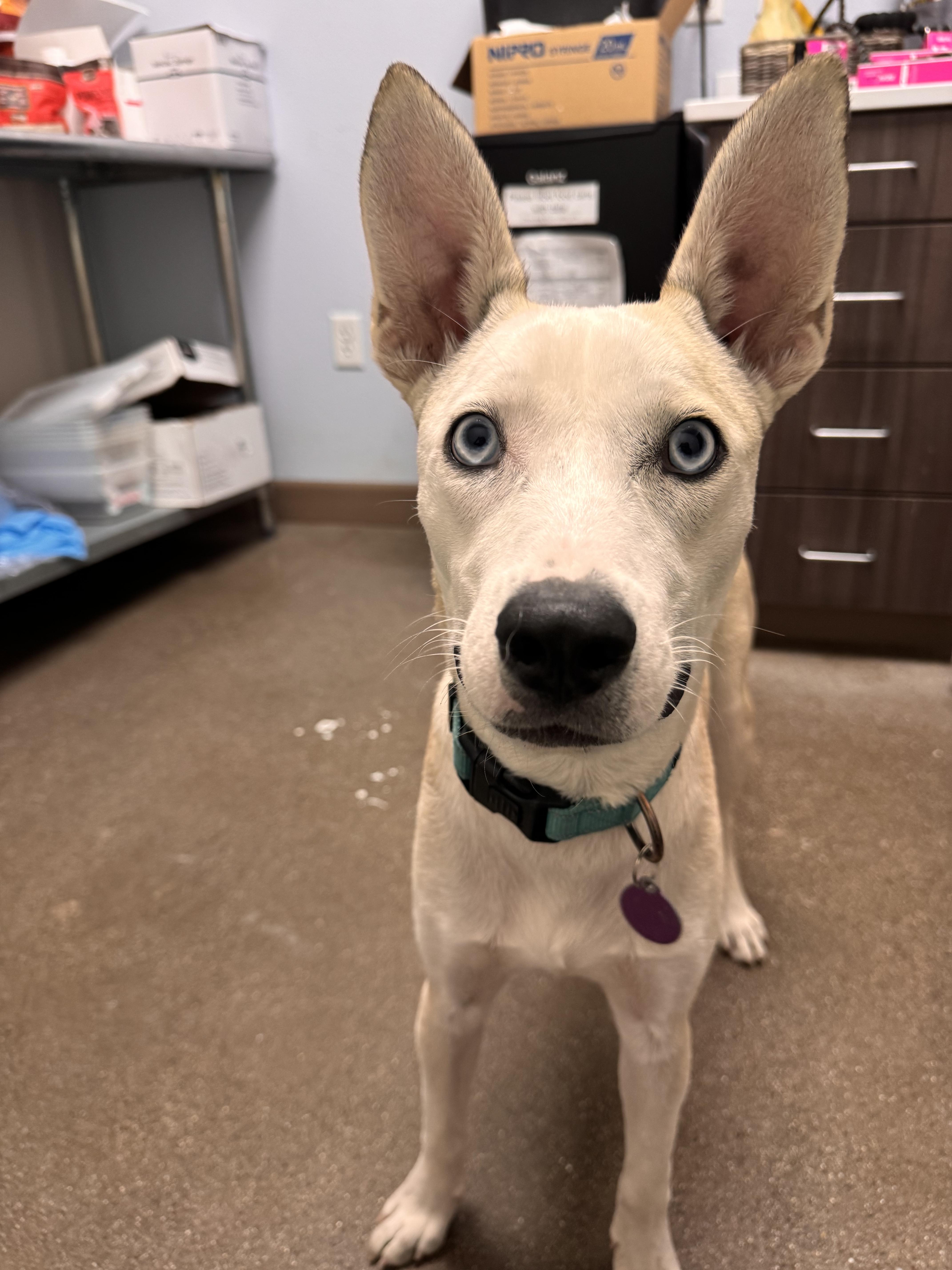 A young medium-sized male Husky dog named Spencer for adoption in Chico, CA