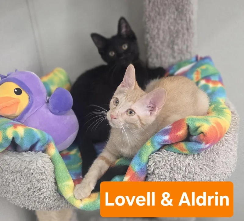 A baby small-sized male Buff / Tan / Fawn Tabby cat named Aldrin Amd Lovell for adoption in Brighton, MI