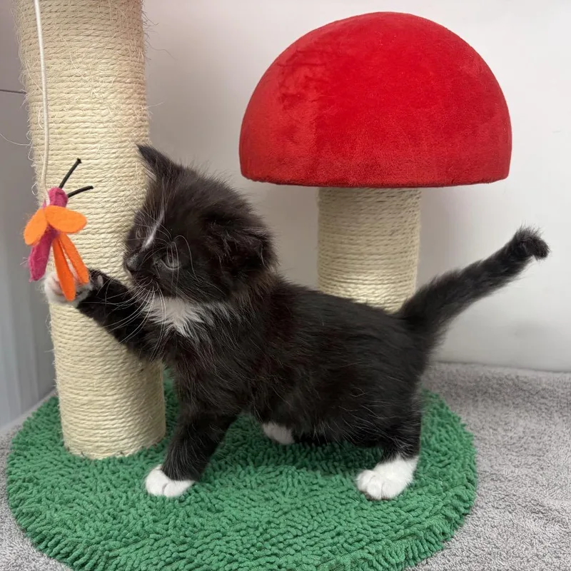 A baby small-sized male Black Domestic Short Hair cat named Usted for adoption in Durham, NC