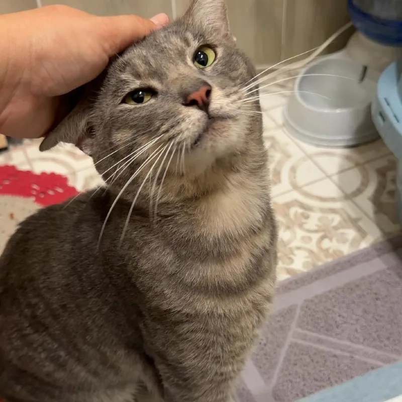 An adult medium-sized male Gray / Blue / Silver Domestic Short Hair cat named Ozzy for adoption in West Palm Beach, FL