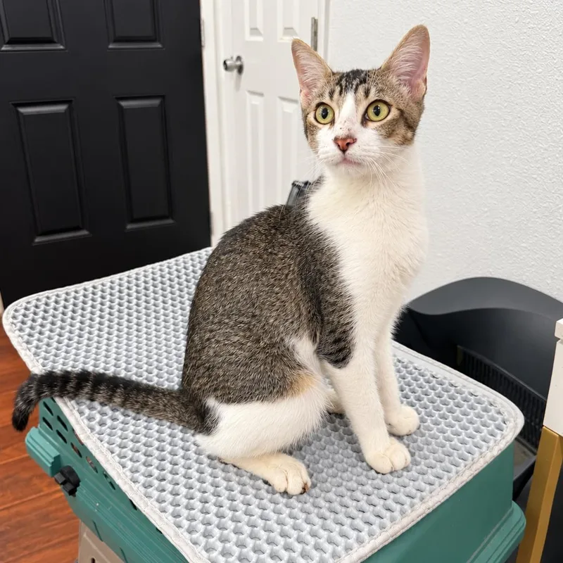 A baby large-sized male Tabby (Brown / Chocolate) Domestic Short Hair cat named Curious George for adoption in Fresno, CA