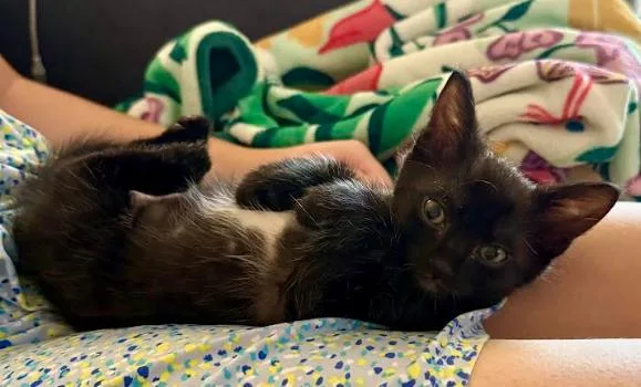 A baby medium-sized male Black Domestic Short Hair cat named Salmonberry for adoption in San Jose, CA